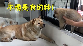 中华田园犬阿黄父子隔门相认，画面温馨其乐融融，小白全程监督！