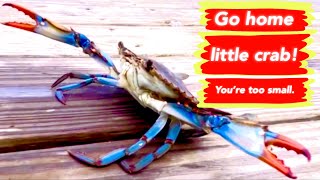 Go home little crab! @HappyCamper1510