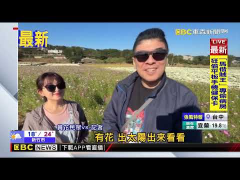 最新》假日放空療癒行程 銅鑼「雪白杭菊」花海超好拍@newsebc