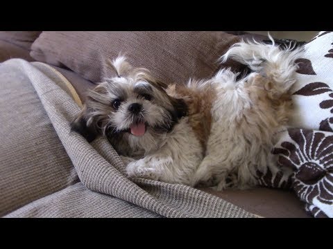 Видео: Собаки любят ковры из овчины?