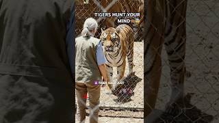 Why Tigers Are Nature’s Most Terrifying Masterminds #subscribe #shorts