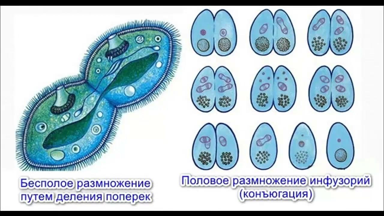 Бесполое размножение инфузорий. Инфузория туфелька размножение конъюгация. Инфузория туфелька Тип размножения. Тип размножения инфузории туфельки. Инфузория туфелька половое размножение.