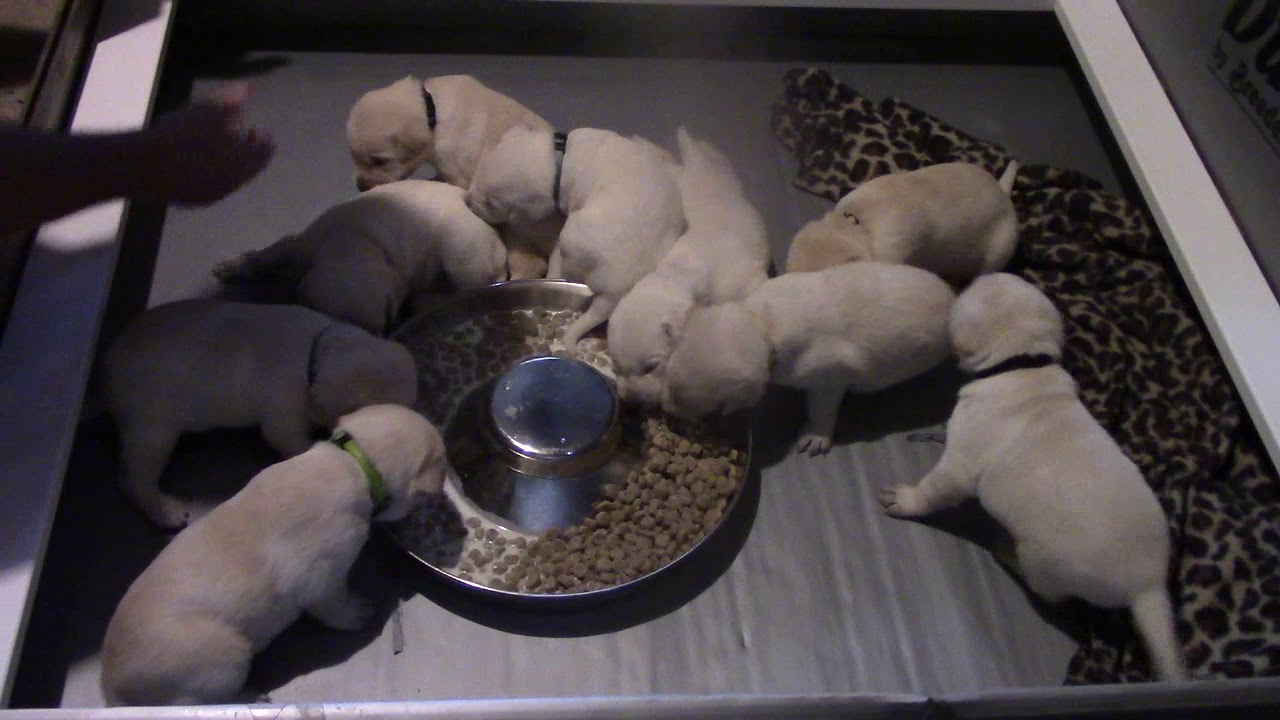Puppies 1st solid food - YouTube