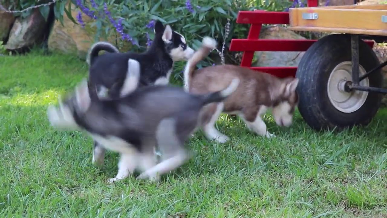 utonagan dog for sale