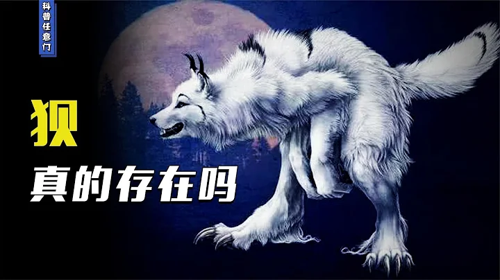 狼狽為奸中的「狽」是什麼物種？身殘志堅仍不放棄，狼和狽啥關係【科普任意門】 - 天天要聞