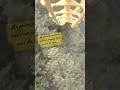 Jaguar - Isla Mágica