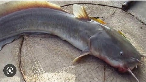 giăng câu  cá ngát mồi tép siêu nhạy.. ca ngat sieu to