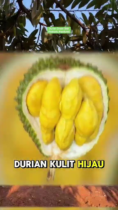 Penasaran durian dengan tampilan unik dan rasa premium?Tanam Durian Green Skin sekarang juga!