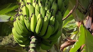 How To Grow And Care Banana Plant. Sindhi Banana.