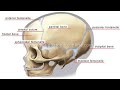 40+ Anatomi Kepala Janin