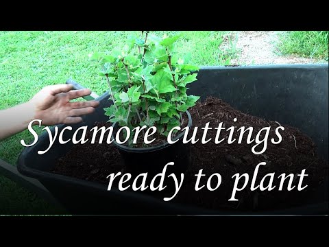 ভিডিও: Rooting Plane Tree Cuttings: How to Grow A Plane Tree from cuttings