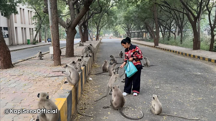 Feeding Food To Monkeys (Kapi Sena)🐵🐒 