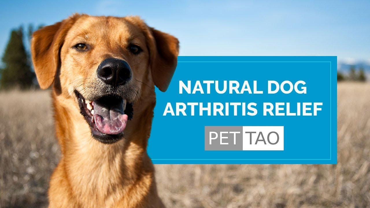 Harmonize Joint Natural Dog Arthritis Relief YouTube