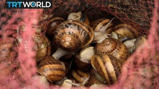 Ugandan farmer cashes in on demand for snails | Money Talks