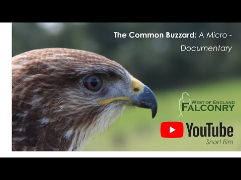 Video: Je možný bussard nápor?