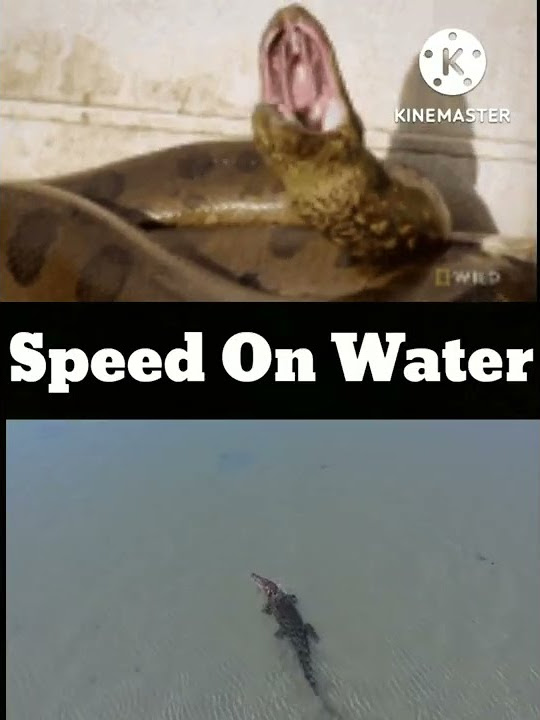 Anaconda vs. Crocodile Comparison | Green Anaconda vs. Saltwater
