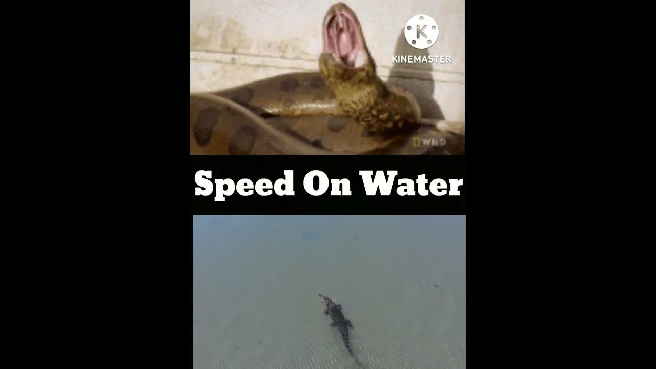 Anaconda vs. Crocodile Comparison | Green Anaconda vs. Saltwater