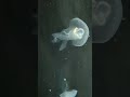海遊館海月