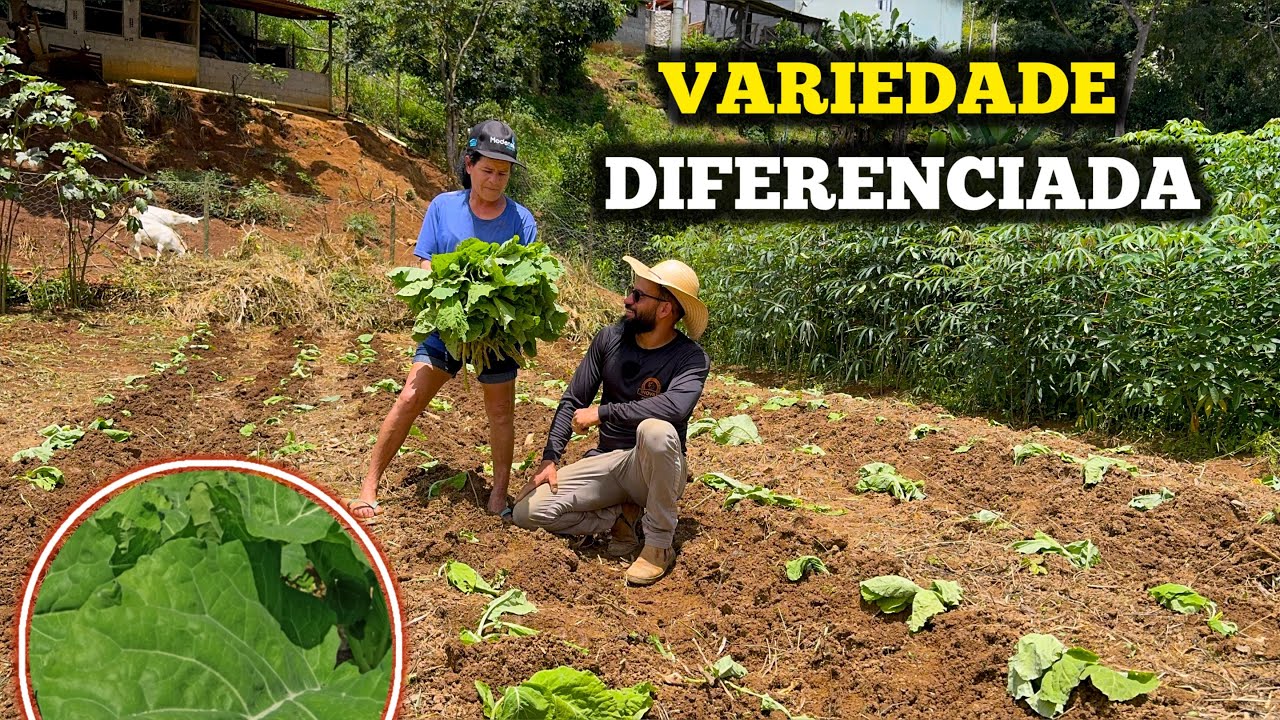 Vale a Pena Plantar Couve Carioca? Fizemos as Contas! 💵🥬