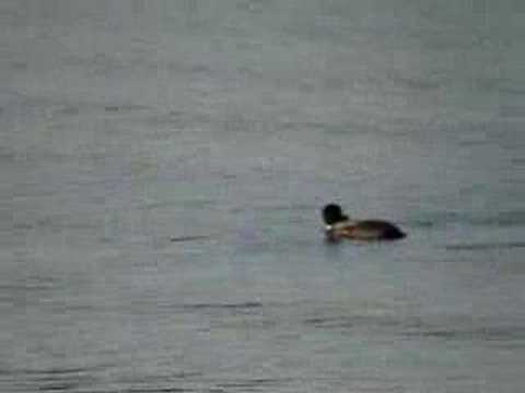 Loon eating fish