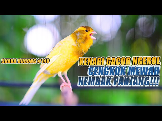 SUARA BURUNG |140| Kenari GACOR PANJANG INI Cocok untuk Masteran KENARI PAUD dan Kenari Macet BUNYI class=