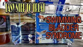 Easy Step To Treat Swimming Bladder Syndrome