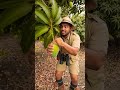 mango dance masala #visualreel #videomaker #fruit #youtubetv #mango #wevideo #gardening #videostar