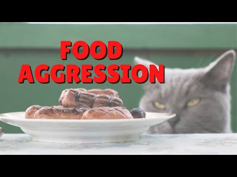 How To Help Food Aggression In Cats | Two Crazy Cat Ladies