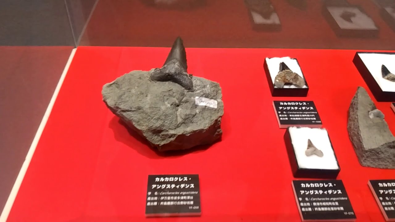 佐賀県立宇宙科学館の企画展「佐賀の五大古生物の謎を追え」（2020年11
