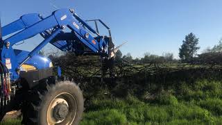 Pulling Old Barb Wire