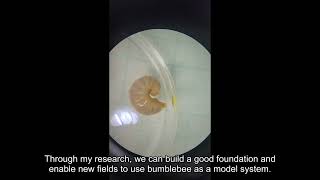 Noel is hand feeding bumblebee larvae in the lab