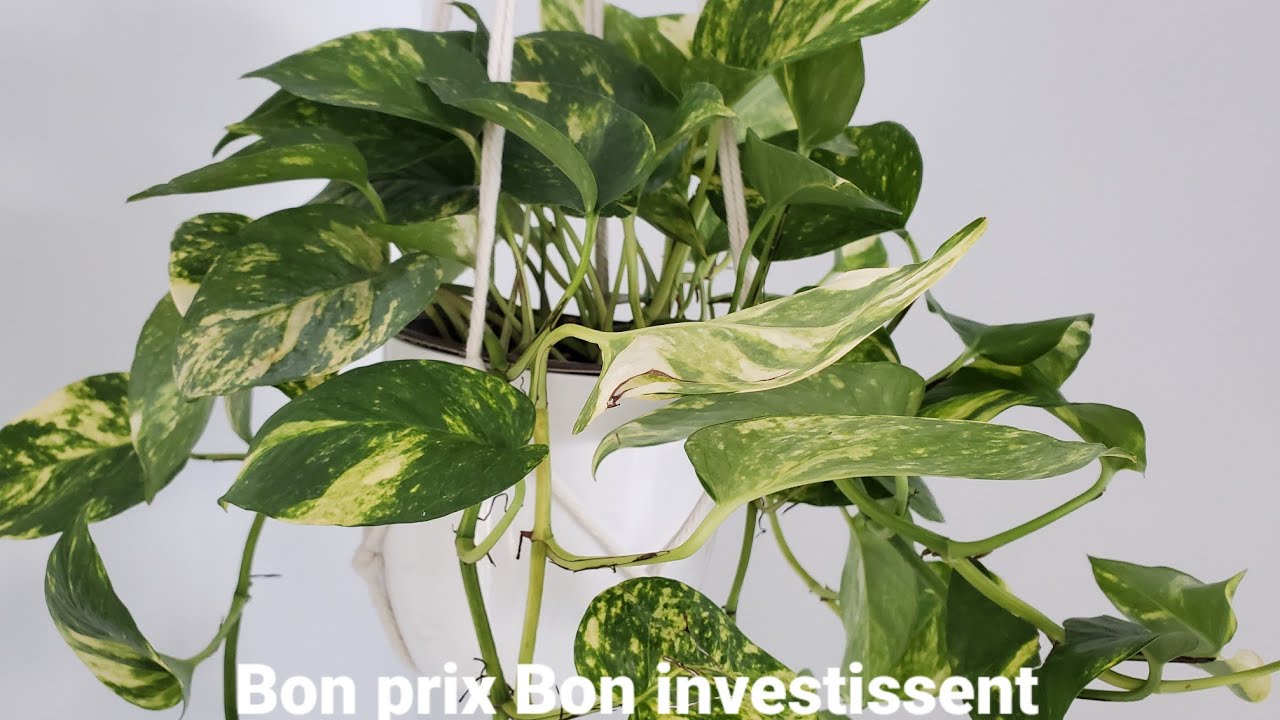 On parle Pothos : 6 variétés