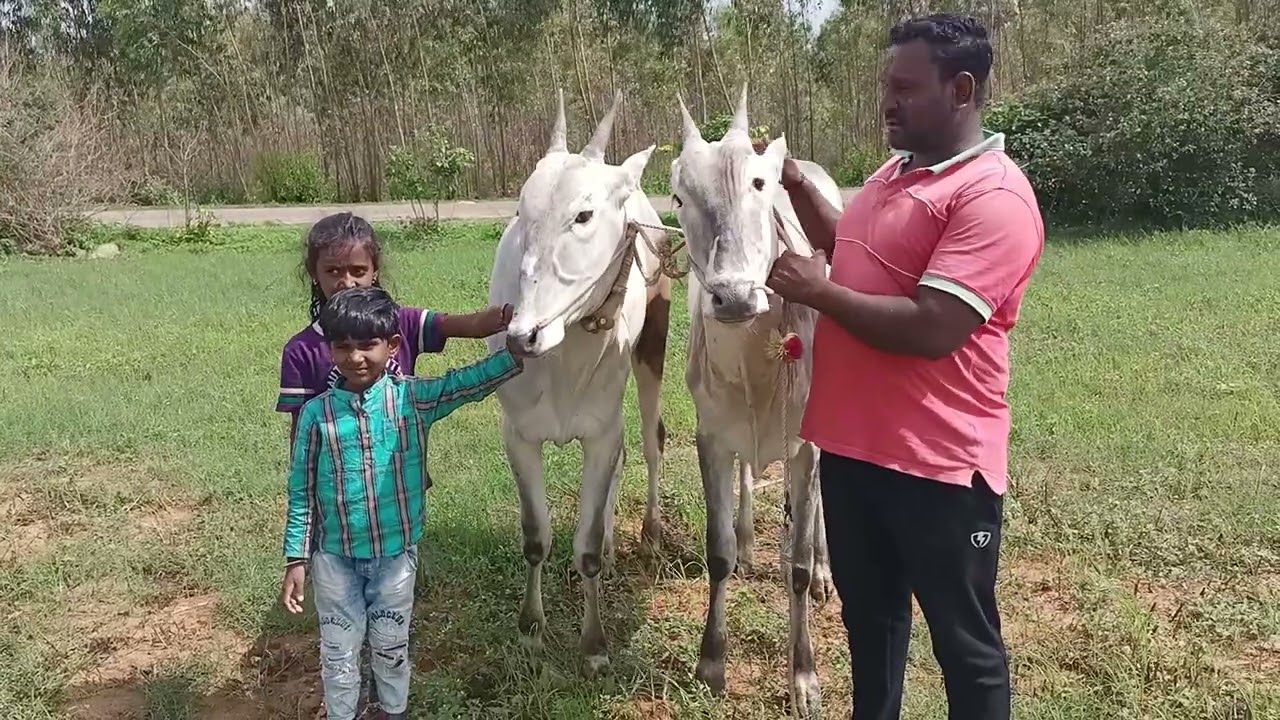 Young Milk Teeth Hallikar ox pair of Farmer MunniYellappa, Goolimangala, Sarjapura hobli, Anekal Tq