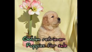 Golden Retriever Puppies For Sale in Ingleside