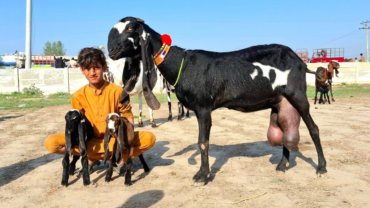 7 March 2026 Live Bakra Mandi Kameer Ki Update-Top Class Beetal Milking Goats-Preagnint Goats-Goats