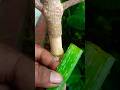 mempercepat keluar akar #diy #garden #grafting #tree