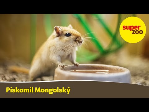 Video: Jak Chovat Pískomil