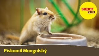 Pískomil Mongolský | Loskuták o malých zvířátkách