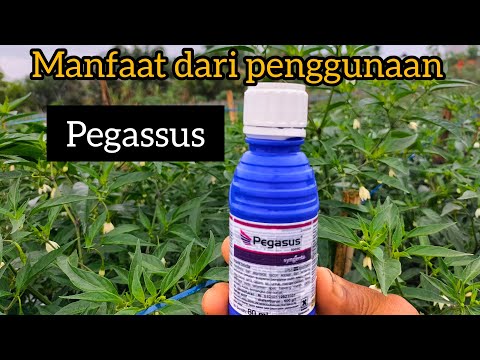 Video: Kalanchoe menyirip - deskripsi spesies, sifat obat dan penggunaan