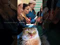 Try Not to Laugh Challenge 477 #cat #funny #viral #reaction
