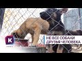 В России появился список потенциально опасных собак