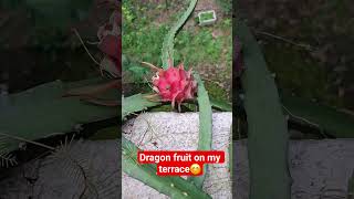 From #rooftop to#fruitbowl🥰😊#nature #dragonfruits#ytshorts #trending #food#prayagraj dragon fruit