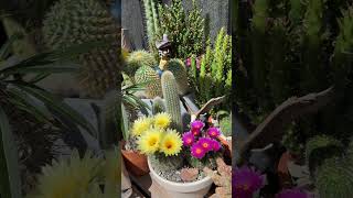 Cactus super bloom #plants #cactus #flowers #cacti #cactusflower #gardening