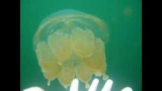 20110927-Palau-08-Lake-JellyFish-Milk.mpg