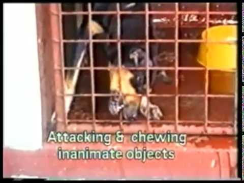 Video: Hondsdolheid Bij Honden