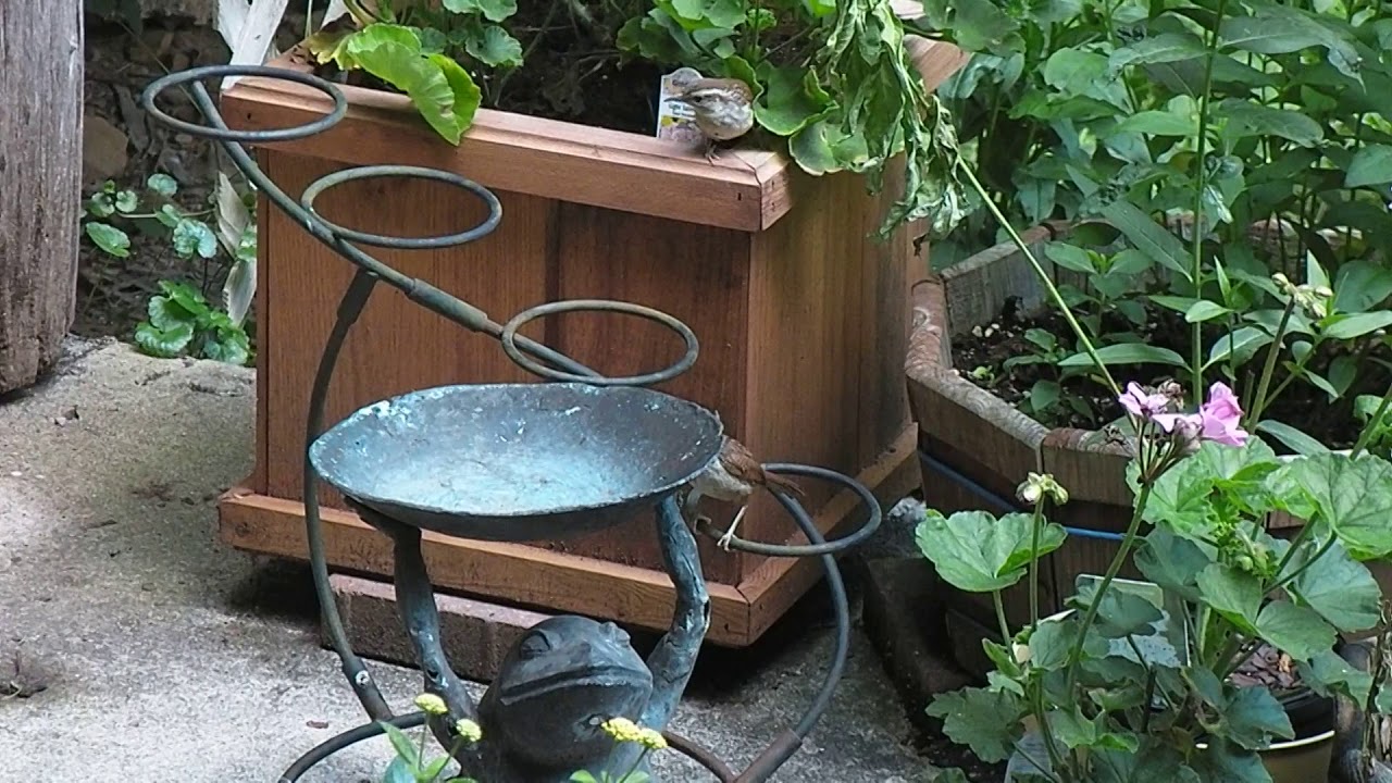 Wren Family Returns YouTube