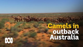 Outback camels: culls and carcasses or milk and meat?  | Meet the Ferals Ep 8 | ABC Australia