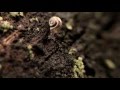 Fierce Warrior Snail Eating