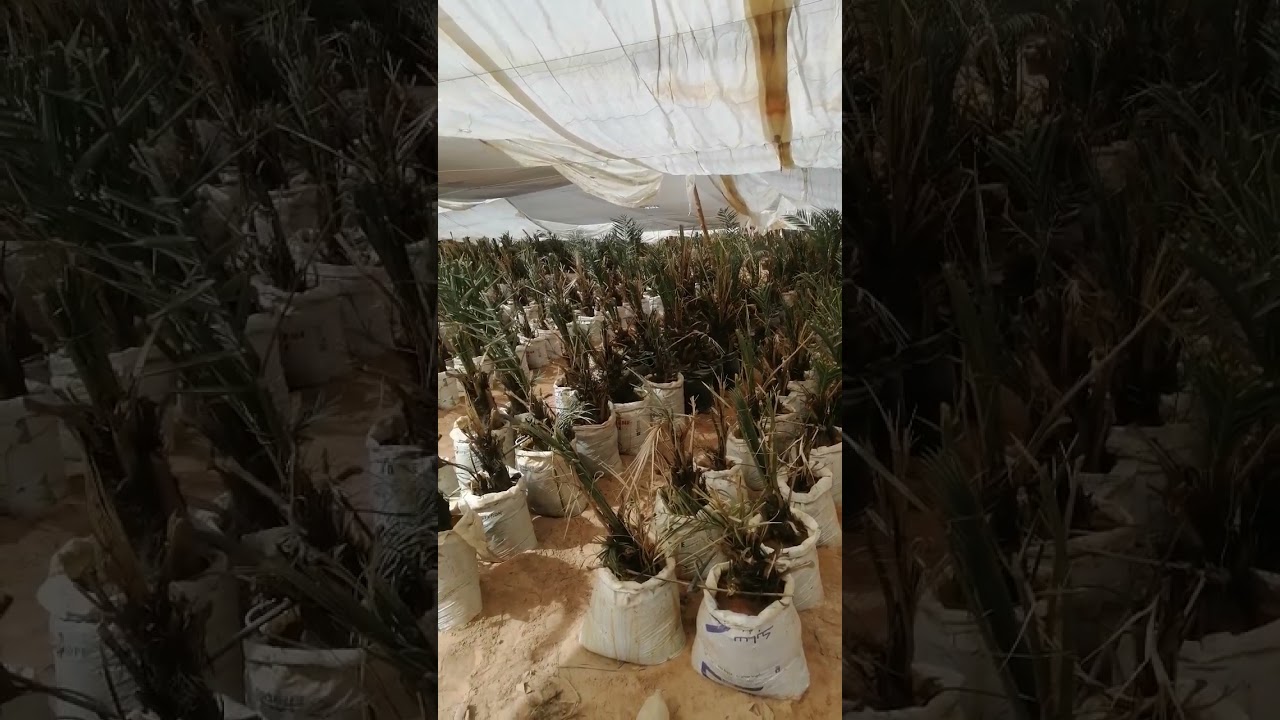 زراعة فسائل النخيل بنت جورة بتكلفة أقل وبطريقة مضمونه واتس ٠١٠٠٥٥٤٥١٧٥