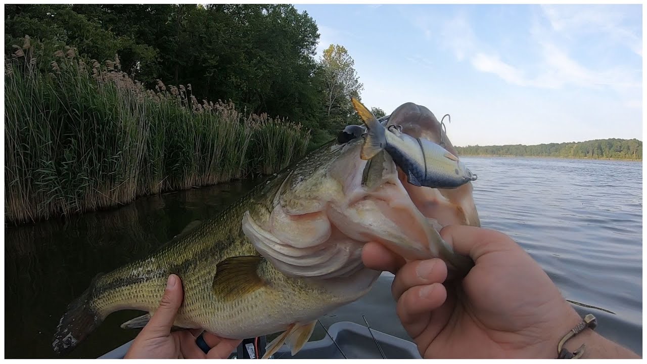 Small Glide Bait Catches Big Bass Savage Gear Shine Glide 5 Inch